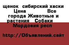 щенок  сибирский хаски › Цена ­ 12 000 - Все города Животные и растения » Собаки   . Мордовия респ.